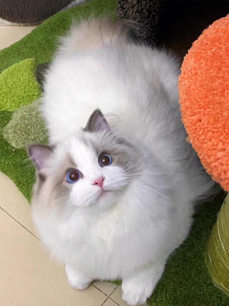 猫舍直销,批发价出售,布偶猫